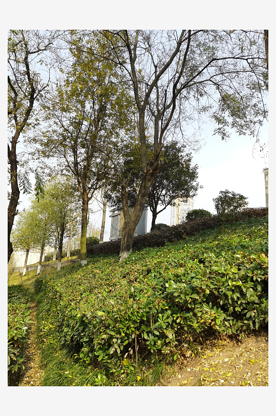 清新自然的城市公园-众图网