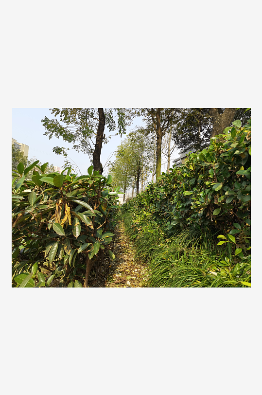 清新自然的城市公园-众图网