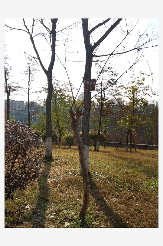 冬日户外城市公园环境-众图网