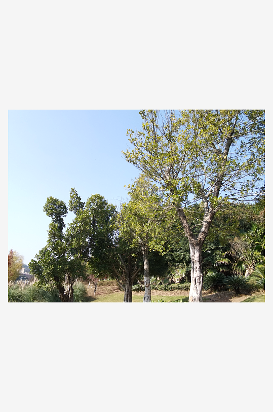 绿植环绕的户外公园-众图网