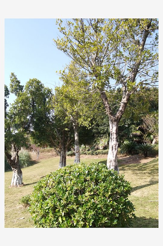 绿植环绕的户外公园-众图网