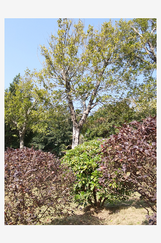 绿植环绕的户外公园-众图网