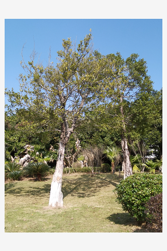 绿植环绕的户外公园-众图网