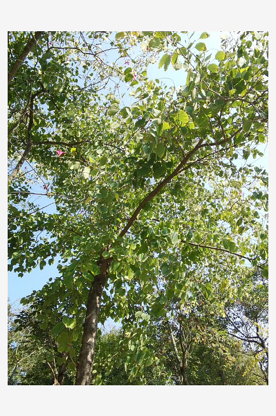 城市公园清新植物特写-众图网