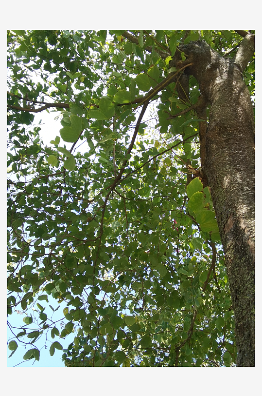 城市公园清新植物特写-众图网