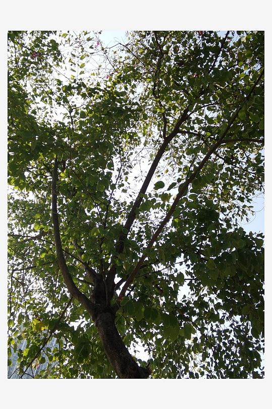 城市公园清新植物特写-众图网