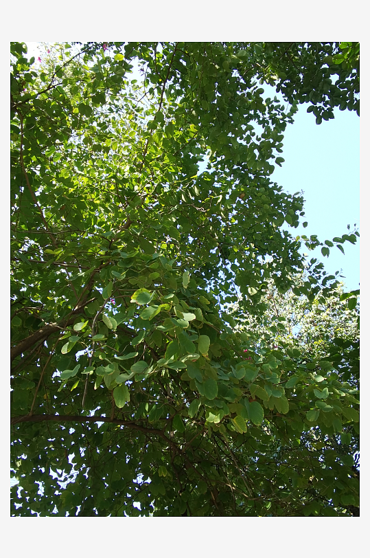 城市公园清新植物特写-众图网