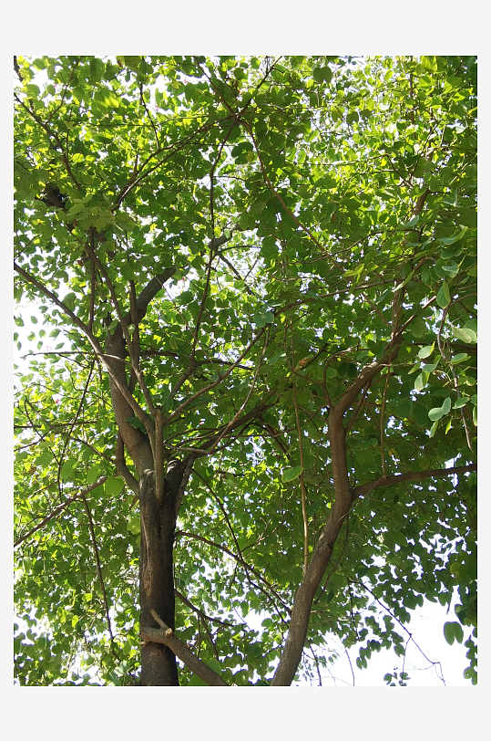 城市公园清新植物特写-众图网