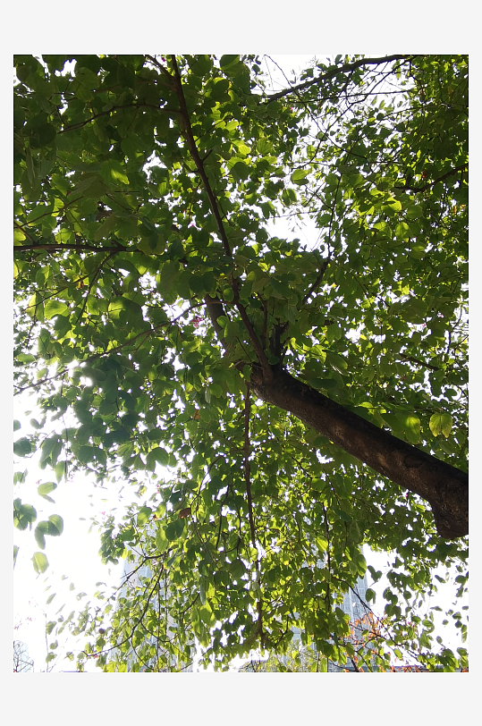 城市公园清新植物特写-众图网