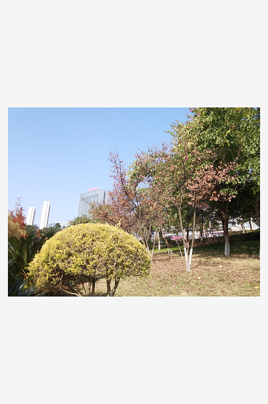 城市公园树木与草地-众图网