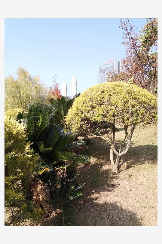 城市公园树木与草地-众图网