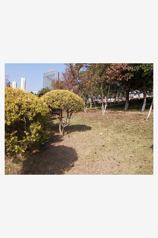 城市公园树木与草地-众图网
