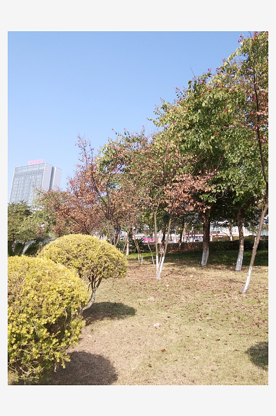 城市公园树木与草地-众图网