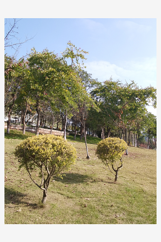 城市公园树木与草地-众图网
