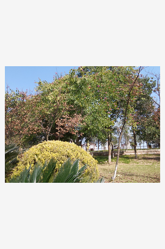 城市公园树木与草地-众图网