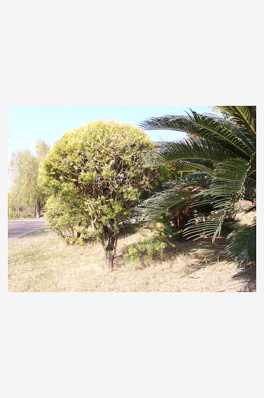 城市公园树木草地-众图网