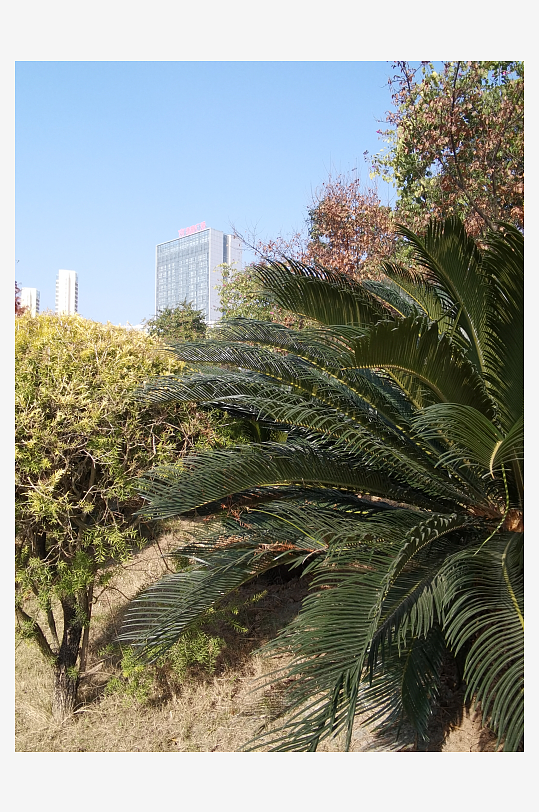 城市公园清新植物特写-众图网