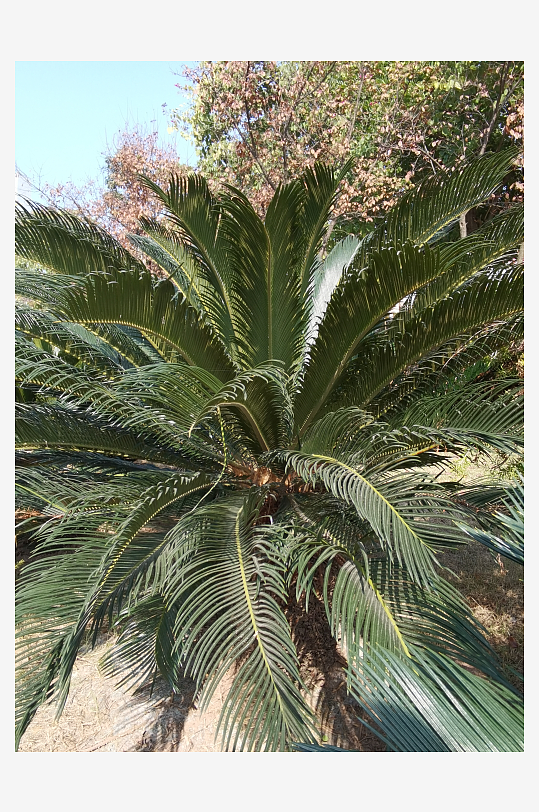 城市公园清新植物特写-众图网