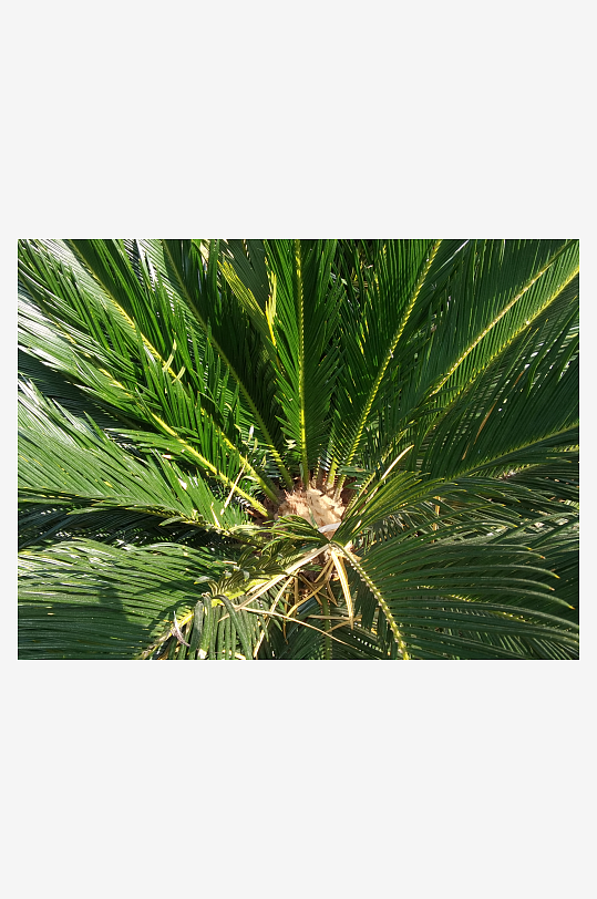 城市公园清新植物特写-众图网