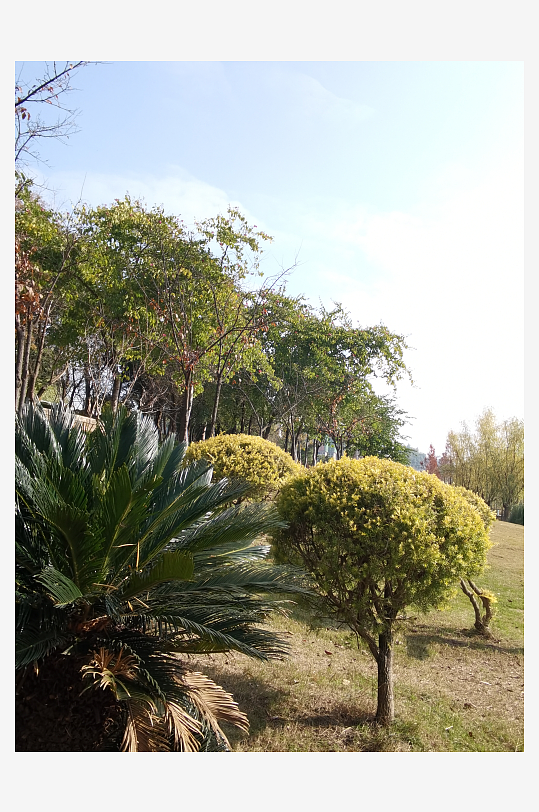 城市公园清新植物特写-众图网