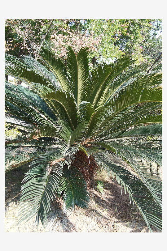 户外公园清新植物特写-众图网