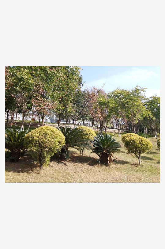 绿意盎然的冬日公园-众图网