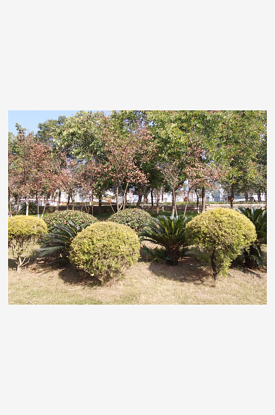 绿意盎然的冬日公园-众图网