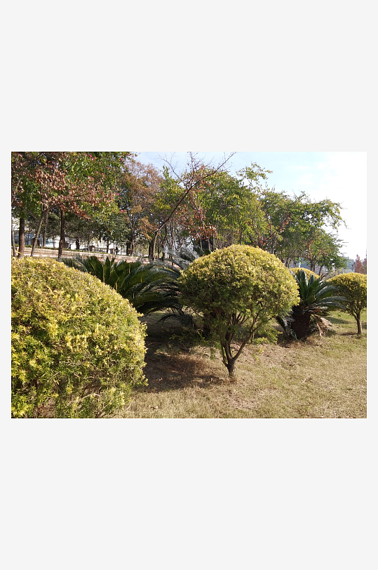 绿意盎然的冬日公园-众图网