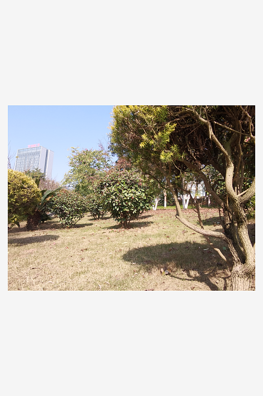 绿意盎然的冬日公园-众图网