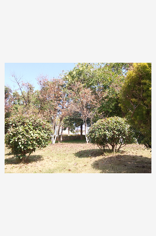 绿意盎然的冬日公园-众图网