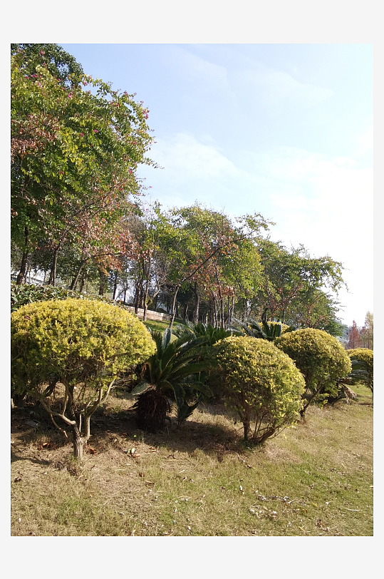 绿意盎然的冬日公园-众图网