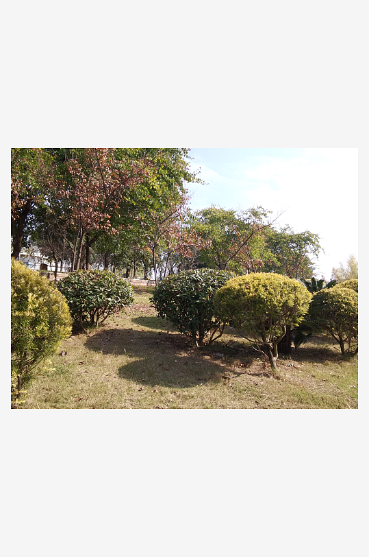 绿意盎然的冬日公园-众图网