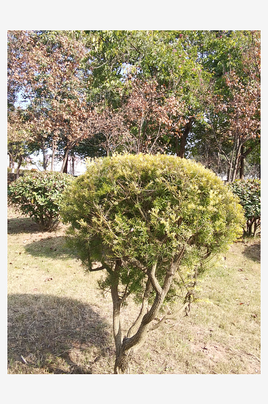 绿意盎然的冬日公园-众图网