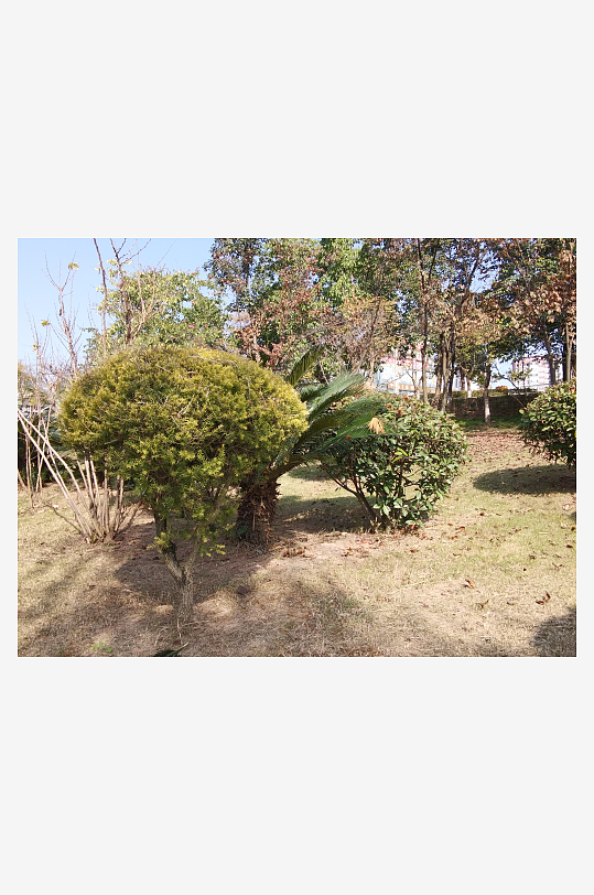 绿意盎然的冬日公园-众图网