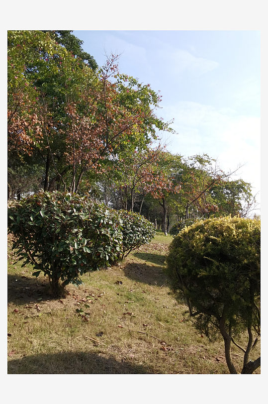 绿意盎然的城市公园-众图网