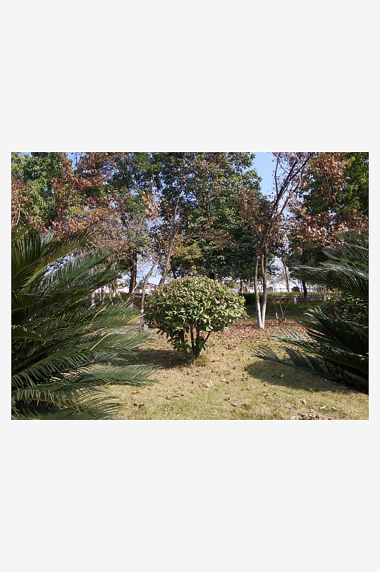 绿意盎然的城市公园-众图网