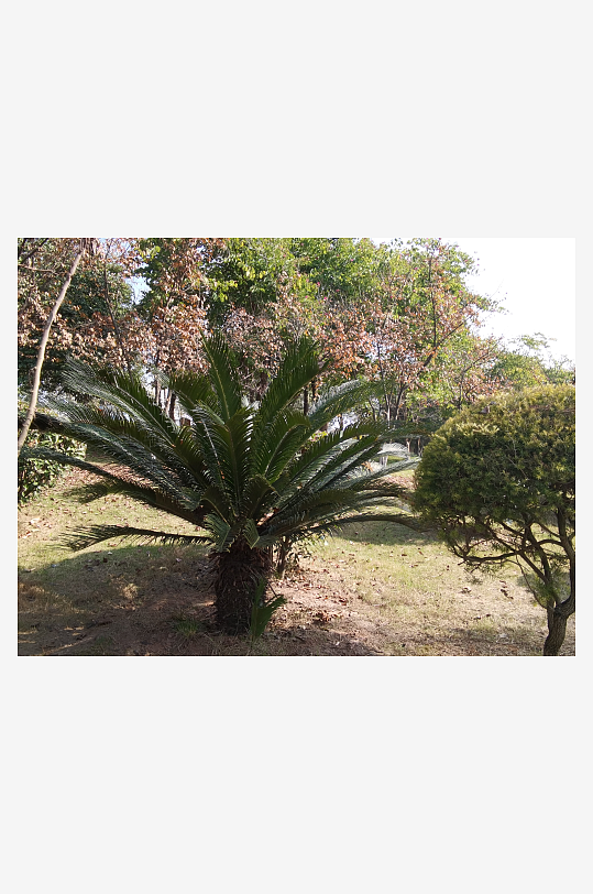 绿意盎然的城市公园-众图网