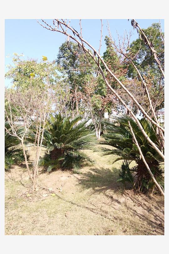 绿意盎然的城市公园-众图网