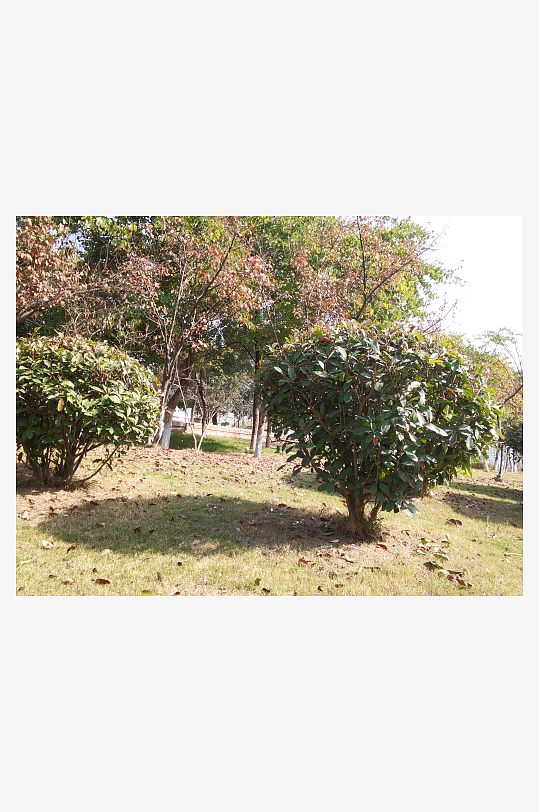 绿意盎然的城市公园-众图网