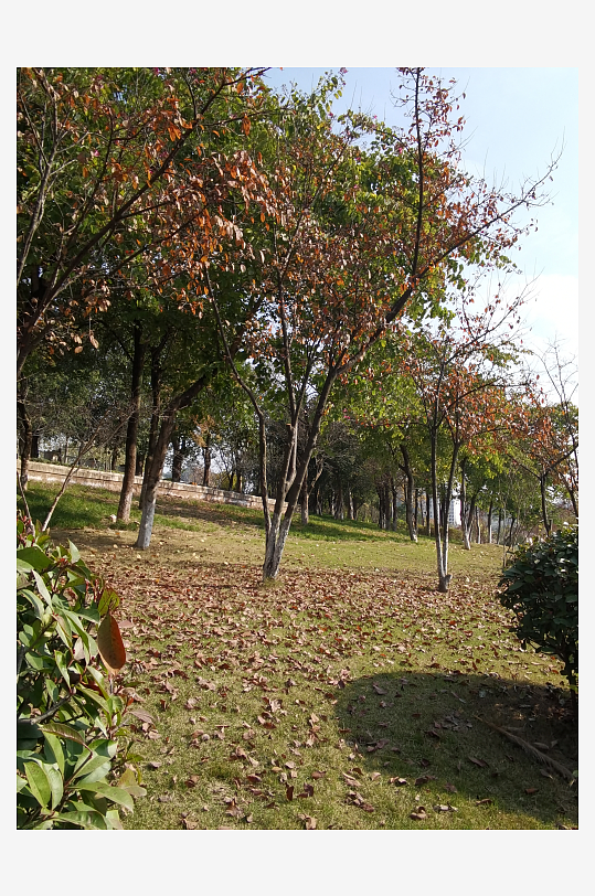 绿意盎然的城市公园-众图网