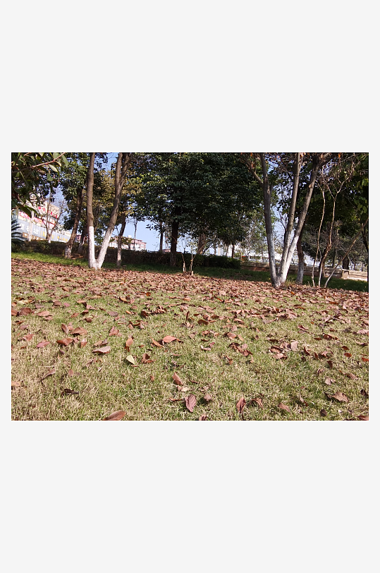 绿意盎然的城市公园-众图网