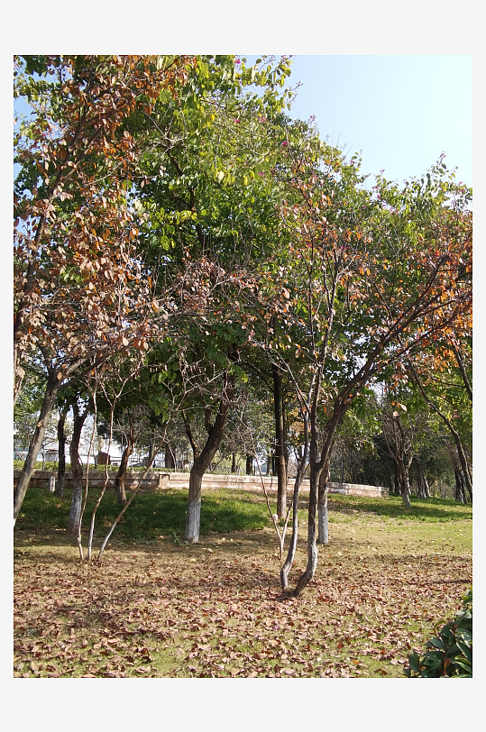 绿意盎然的城市公园-众图网