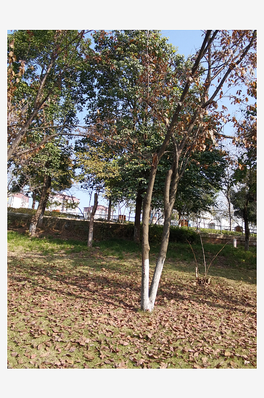 绿意盎然的城市公园-众图网