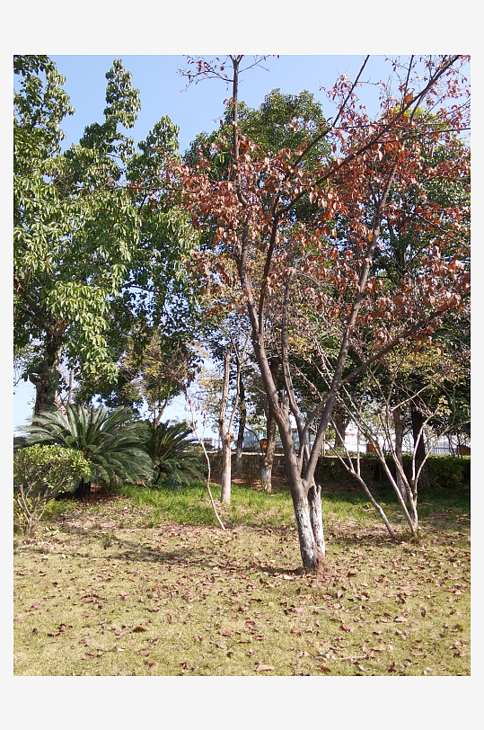 绿植环绕的城市公园-众图网