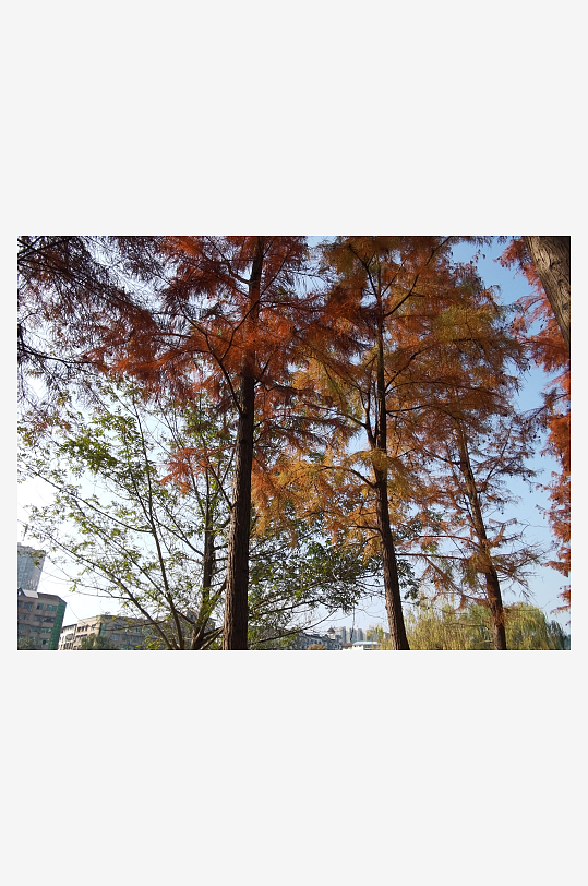 公园里的多彩树木-众图网