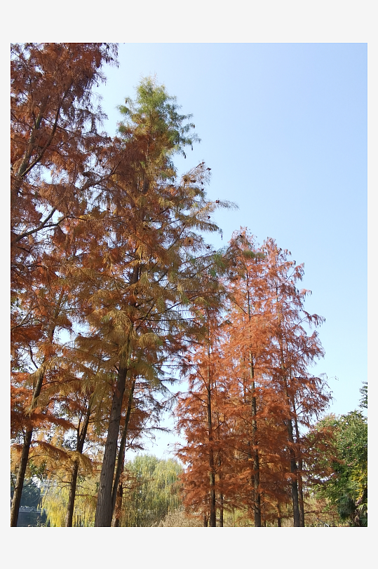 公园里的多彩树木-众图网