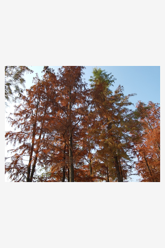 公园里的多彩树木-众图网