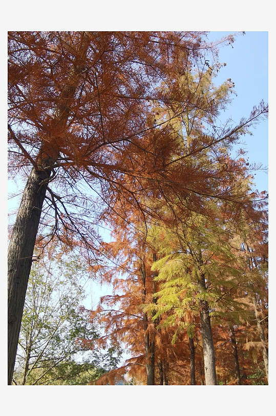 公园里的多彩树木-众图网