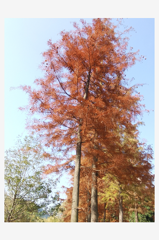 公园里的多彩树木-众图网