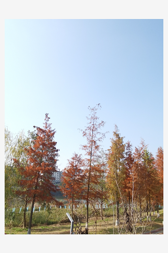 公园里的多彩树木-众图网